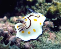 Macro - olympus 5060wz - olympus housing internel flash.
... by Hamad Alsarraf 